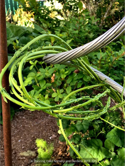 Vines ~ Asparagus verticillatus, Climbing Asparagus ~ Dancing Oaks Nursery and Gardens ~ Retail Nursery ~ Mail Order Nursery