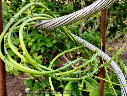 Vines ~ Asparagus verticillatus, Climbing Asparagus ~ Dancing Oaks Nursery and Gardens ~ Retail Nursery ~ Mail Order Nursery