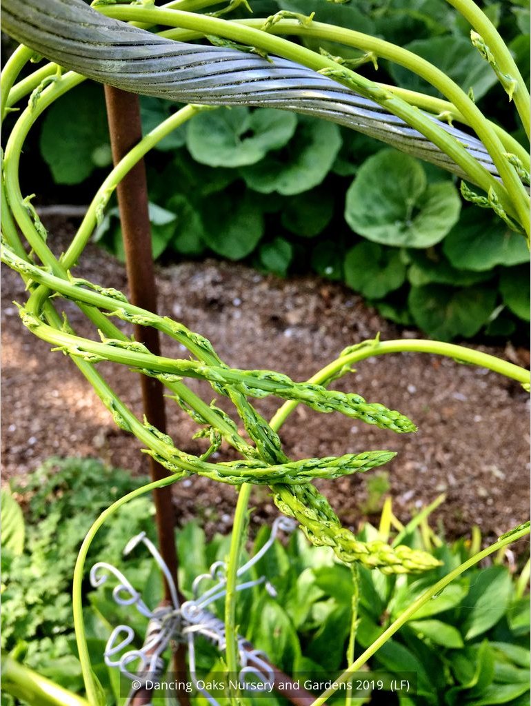 Vines ~ Asparagus verticillatus, Climbing Asparagus ~ Dancing Oaks Nursery and Gardens ~ Retail Nursery ~ Mail Order Nursery