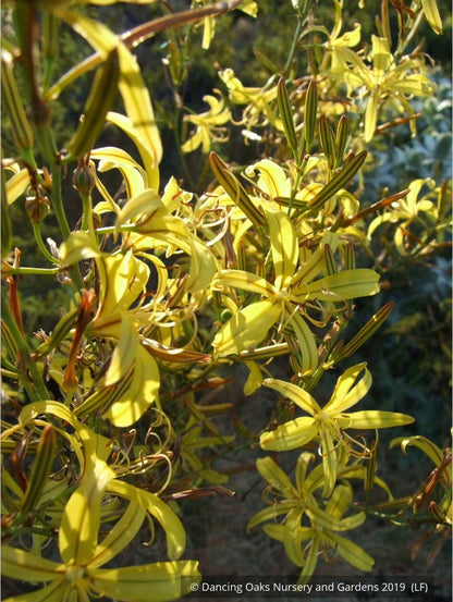 Perennials ~ Asphodeline liburnica, Jacob's Rod ~ Dancing Oaks Nursery and Gardens ~ Retail Nursery ~ Mail Order Nursery