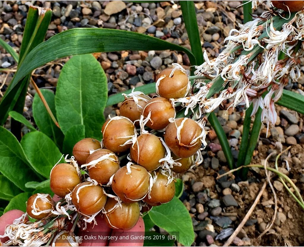 Perennials ~ Asphodelus ramosus, Silverrod ~ Dancing Oaks Nursery and Gardens ~ Retail Nursery ~ Mail Order Nursery