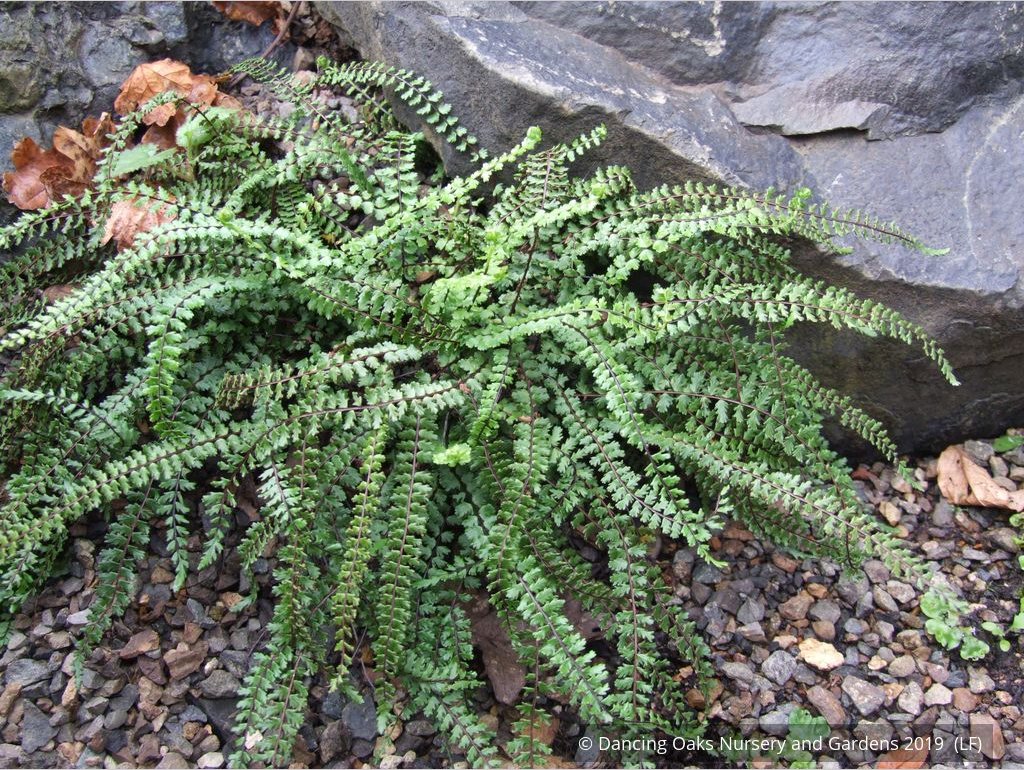 Ferns ~ Asplenium trichomanes, Common Spleenwort ~ Dancing Oaks Nursery and Gardens ~ Retail Nursery ~ Mail Order Nursery