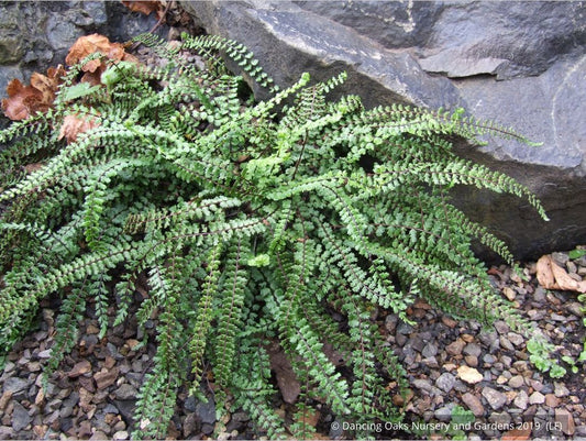 Ferns ~ Asplenium trichomanes, Common Spleenwort ~ Dancing Oaks Nursery and Gardens ~ Retail Nursery ~ Mail Order Nursery