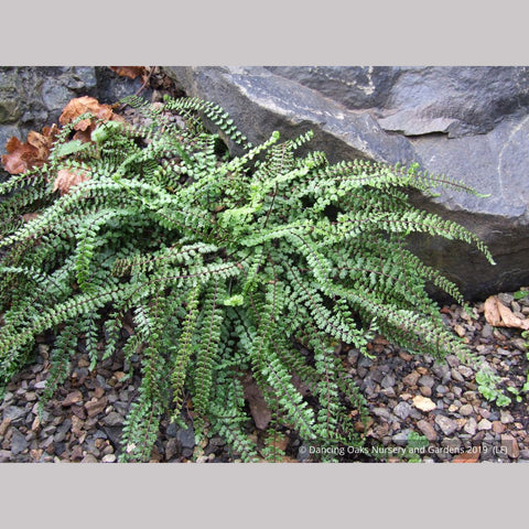 Ferns ~ Asplenium trichomanes, Common Spleenwort ~ Dancing Oaks Nursery and Gardens ~ Retail Nursery ~ Mail Order Nursery