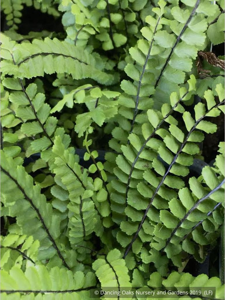 Ferns ~ Asplenium trichomanes, Common Spleenwort ~ Dancing Oaks Nursery and Gardens ~ Retail Nursery ~ Mail Order Nursery