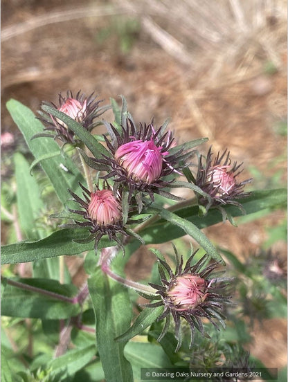 Symphyotrichum (syn. Aster) novae-angliae 'Betel Nut', New England Aster