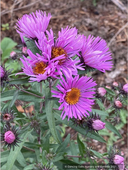 Symphyotrichum (syn. Aster) novae-angliae 'Betel Nut', New England Aster