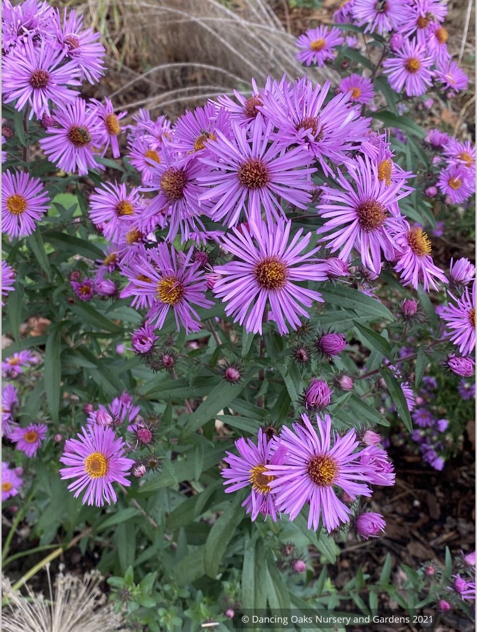 Symphyotrichum (syn. Aster) novae-angliae 'Betel Nut', New England Aster