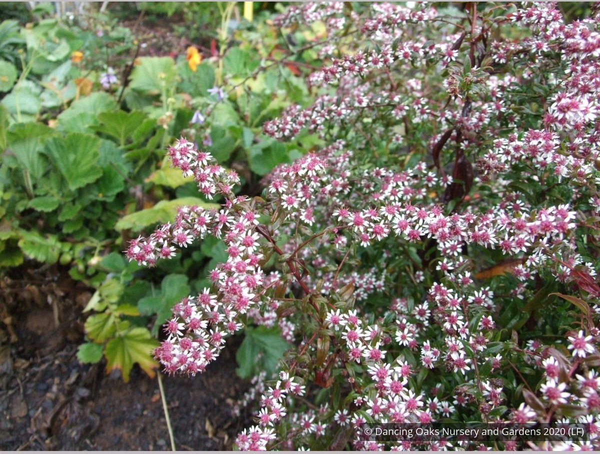 Perennials ~ Aster lateriflorus (syn. Symphyotrichum lateriflorum) 'Prince' ~ Dancing Oaks Nursery and Gardens ~ Retail Nursery ~ Mail Order Nursery
