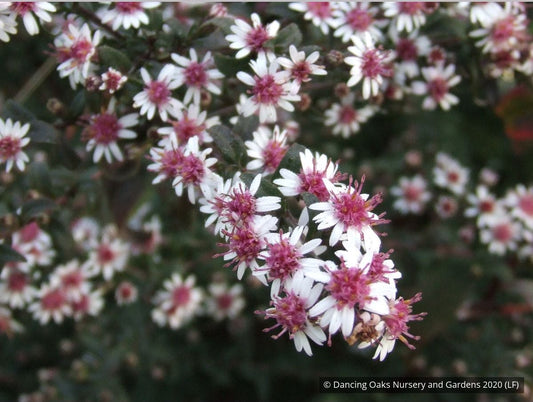 Perennials ~ Aster lateriflorus (syn. Symphyotrichum lateriflorum) 'Prince' ~ Dancing Oaks Nursery and Gardens ~ Retail Nursery ~ Mail Order Nursery