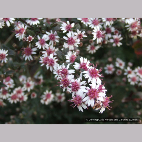 Calico Aster (Aster lateriflorus) 13 Aster lateriflorus (syn. Symphyotrichum lateriflorum) 'Prince'
