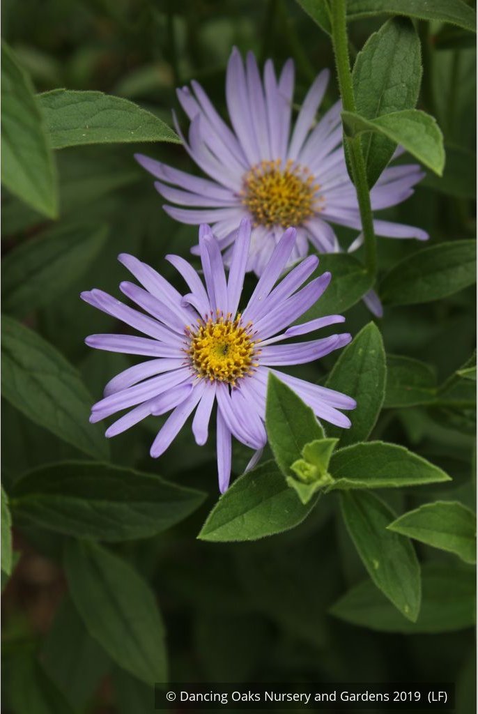 Perennials ~ Aster x frikartii 'Mönch' ('Monch'), Frikart's aster ~ Dancing Oaks Nursery and Gardens ~ Retail Nursery ~ Mail Order Nursery