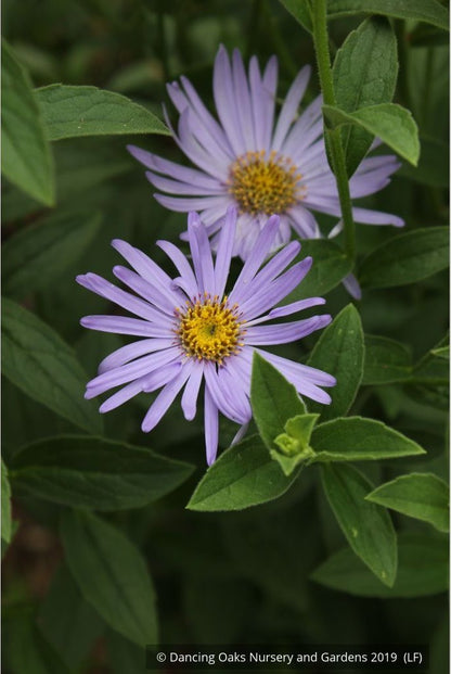 Perennials ~ Aster x frikartii 'Mönch' ('Monch'), Frikart's aster ~ Dancing Oaks Nursery and Gardens ~ Retail Nursery ~ Mail Order Nursery