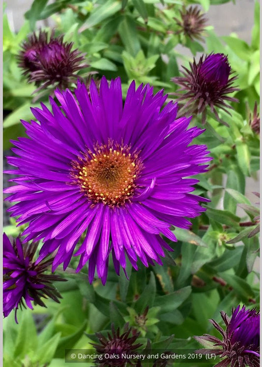 Perennials ~ Aster (syn. Symphyotrichum) novae-angliae 'Purple Dome', New England Aster ~ Dancing Oaks Nursery and Gardens ~ Retail Nursery ~ Mail Order Nursery