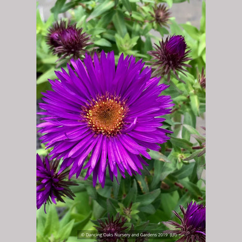 Perennials ~ Aster (syn. Symphyotrichum) novae-angliae 'Purple Dome', New England Aster ~ Dancing Oaks Nursery and Gardens ~ Retail Nursery ~ Mail Order Nursery