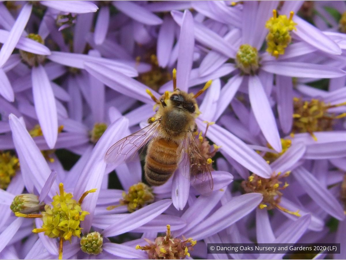 Perennials ~ Aster sedifolius 'Nanus' ~ Dancing Oaks Nursery and Gardens ~ Retail Nursery ~ Mail Order Nursery