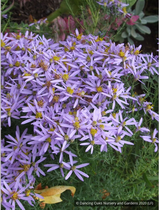 Perennials ~ Aster sedifolius 'Nanus' ~ Dancing Oaks Nursery and Gardens ~ Retail Nursery ~ Mail Order Nursery