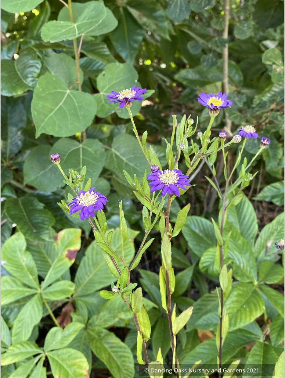 Aster trifoliatus ssp ageratoides 'Ezo Murasaki'