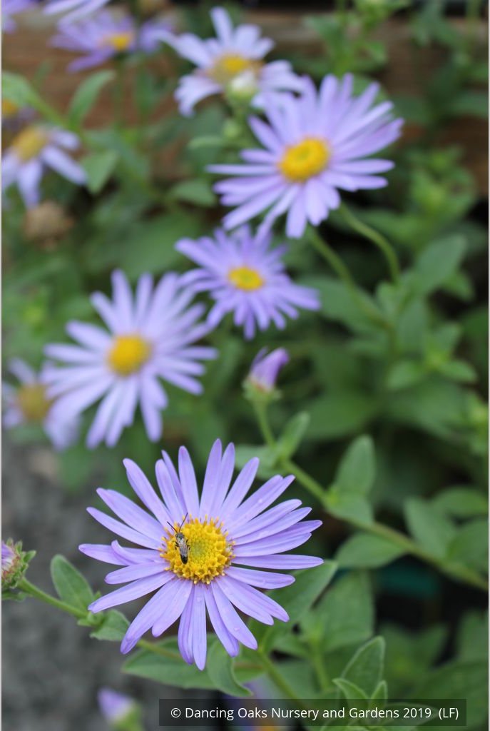 Perennials ~ Aster x frikartii 'Mönch' ('Monch'), Frikart's aster ~ Dancing Oaks Nursery and Gardens ~ Retail Nursery ~ Mail Order Nursery