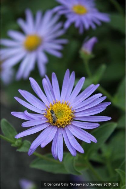 Perennials ~ Aster x frikartii 'Mönch' ('Monch'), Frikart's aster ~ Dancing Oaks Nursery and Gardens ~ Retail Nursery ~ Mail Order Nursery