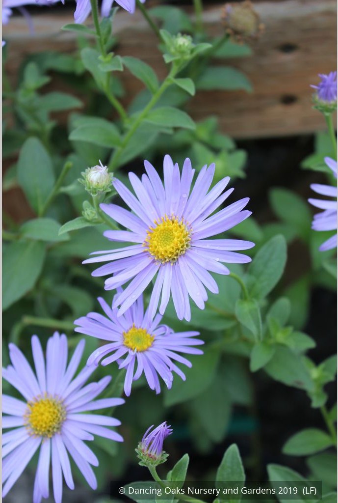 Perennials ~ Aster x frikartii 'Mönch' ('Monch'), Frikart's aster ~ Dancing Oaks Nursery and Gardens ~ Retail Nursery ~ Mail Order Nursery