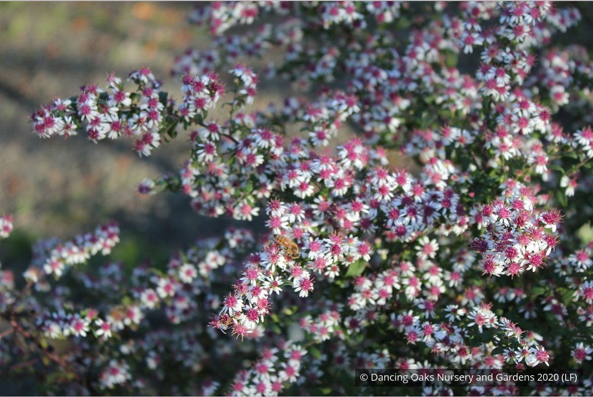 Perennials ~ Aster lateriflorus (syn. Symphyotrichum lateriflorum) 'Prince' ~ Dancing Oaks Nursery and Gardens ~ Retail Nursery ~ Mail Order Nursery