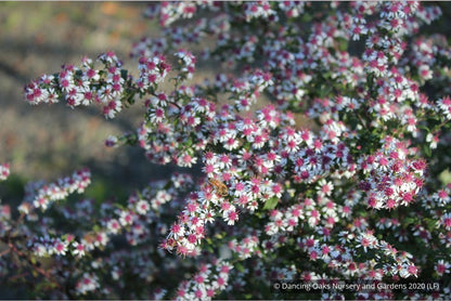 Perennials ~ Aster lateriflorus (syn. Symphyotrichum lateriflorum) 'Prince' ~ Dancing Oaks Nursery and Gardens ~ Retail Nursery ~ Mail Order Nursery