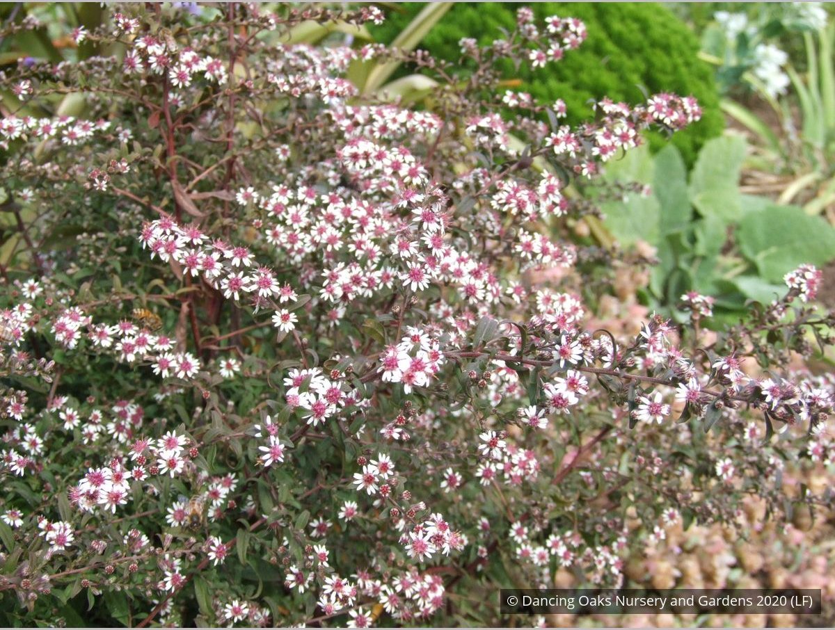Perennials ~ Aster lateriflorus (syn. Symphyotrichum lateriflorum) 'Prince' ~ Dancing Oaks Nursery and Gardens ~ Retail Nursery ~ Mail Order Nursery
