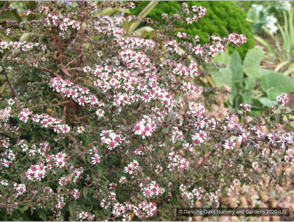 Perennials ~ Aster lateriflorus (syn. Symphyotrichum lateriflorum) 'Prince' ~ Dancing Oaks Nursery and Gardens ~ Retail Nursery ~ Mail Order Nursery