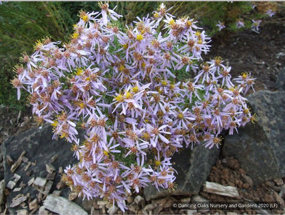Perennials ~ Aster sedifolius 'Nanus' ~ Dancing Oaks Nursery and Gardens ~ Retail Nursery ~ Mail Order Nursery