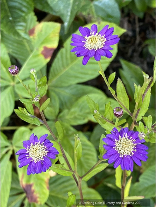 Aster trifoliatus ssp ageratoides 'Ezo Murasaki'