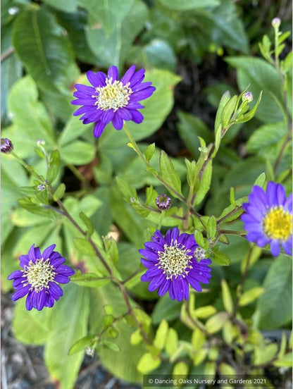 Aster trifoliatus ssp ageratoides 'Ezo Murasaki'