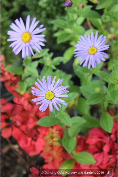 Perennials ~ Aster x frikartii 'Mönch' ('Monch'), Frikart's aster ~ Dancing Oaks Nursery and Gardens ~ Retail Nursery ~ Mail Order Nursery