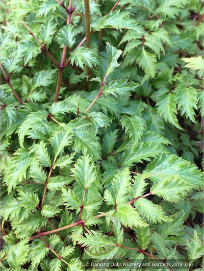 Perennials ~ Astilbe x crispa 'Perkeo', False Spirea ~ Dancing Oaks Nursery and Gardens ~ Retail Nursery ~ Mail Order Nursery