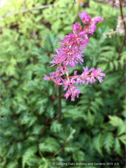 Perennials ~ Astilbe x crispa 'Perkeo', False Spirea ~ Dancing Oaks Nursery and Gardens ~ Retail Nursery ~ Mail Order Nursery