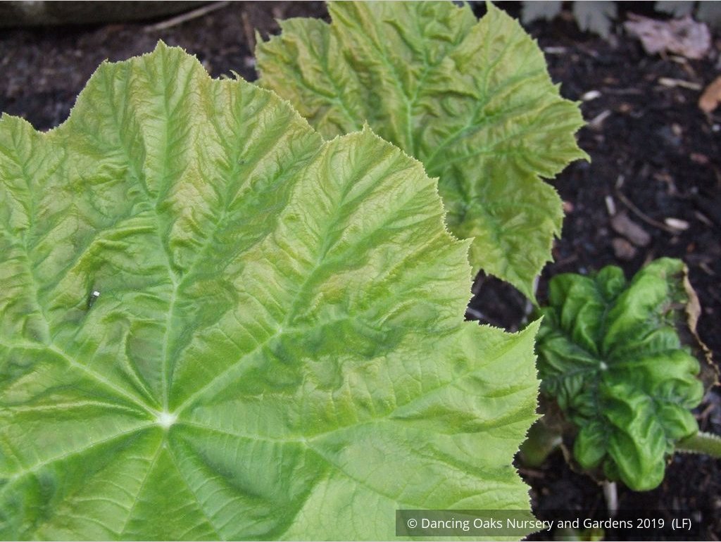 Perennials ~ Astilboides tabularis (syn. Rodgersia tabularis) ~ Dancing Oaks Nursery and Gardens ~ Retail Nursery ~ Mail Order Nursery