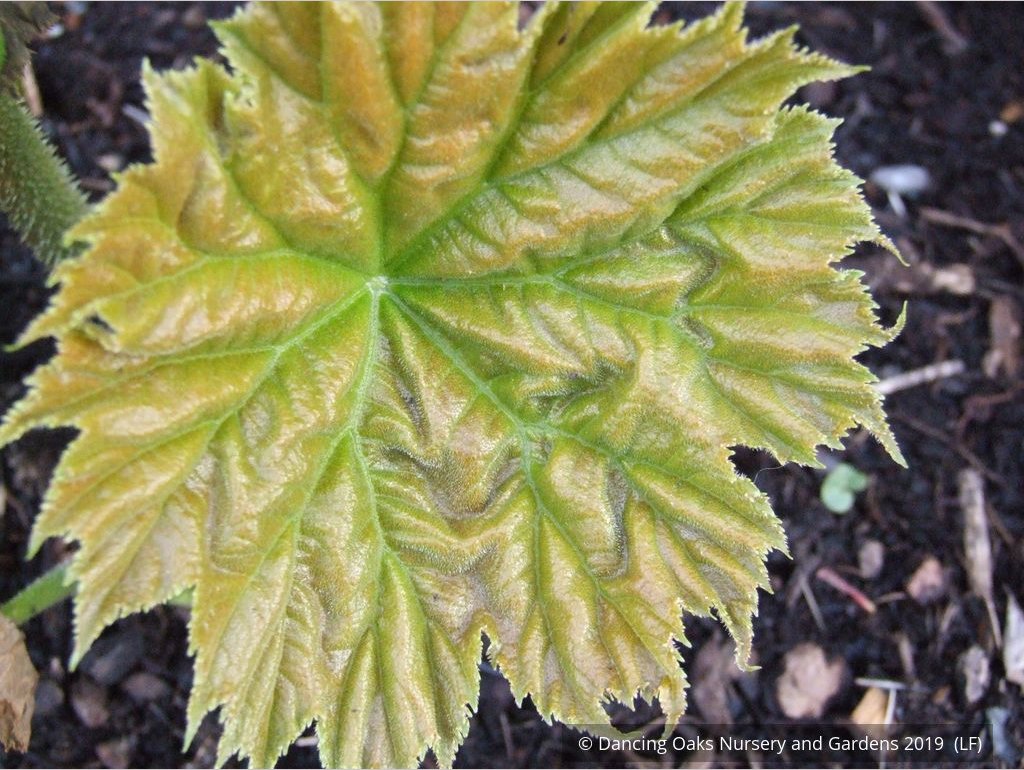 Perennials ~ Astilboides tabularis (syn. Rodgersia tabularis) ~ Dancing Oaks Nursery and Gardens ~ Retail Nursery ~ Mail Order Nursery