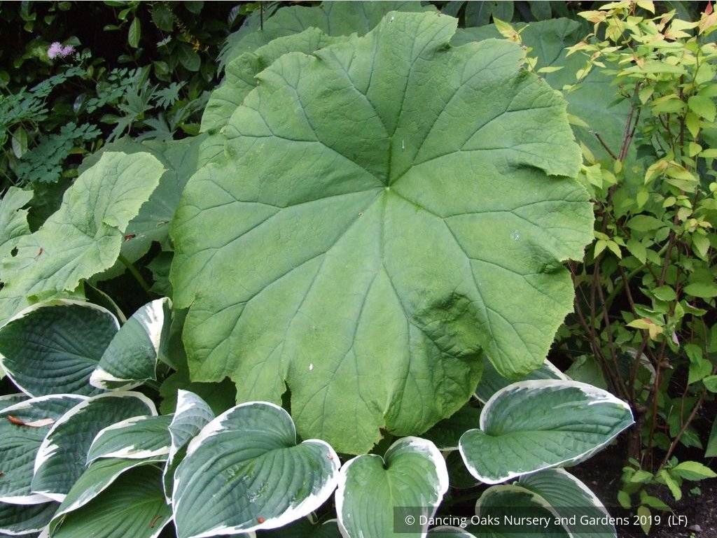 Perennials ~ Astilboides tabularis (syn. Rodgersia tabularis) ~ Dancing Oaks Nursery and Gardens ~ Retail Nursery ~ Mail Order Nursery