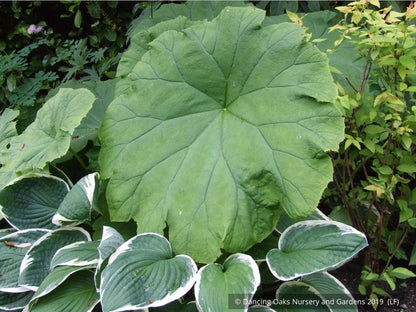Perennials ~ Astilboides tabularis (syn. Rodgersia tabularis) ~ Dancing Oaks Nursery and Gardens ~ Retail Nursery ~ Mail Order Nursery