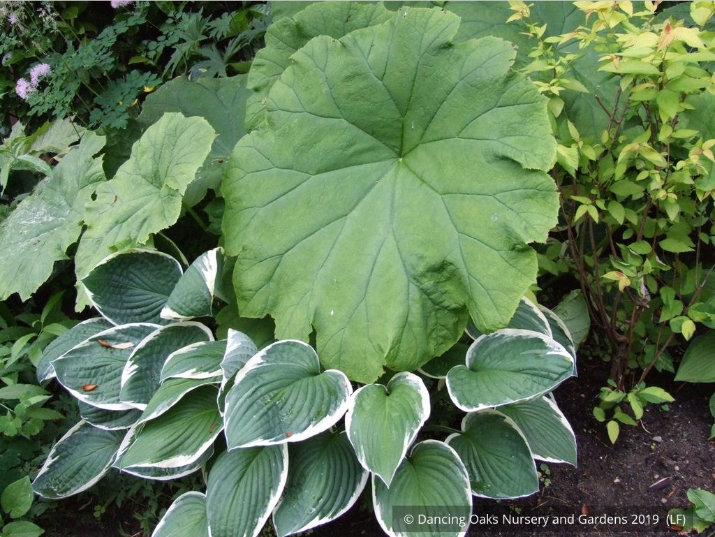 Perennials ~ Astilboides tabularis (syn. Rodgersia tabularis) ~ Dancing Oaks Nursery and Gardens ~ Retail Nursery ~ Mail Order Nursery