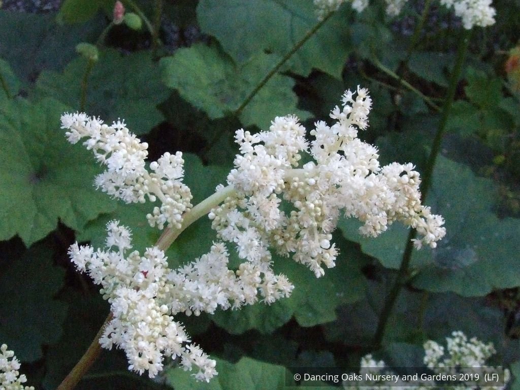 Perennials ~ Astilboides tabularis (syn. Rodgersia tabularis) ~ Dancing Oaks Nursery and Gardens ~ Retail Nursery ~ Mail Order Nursery