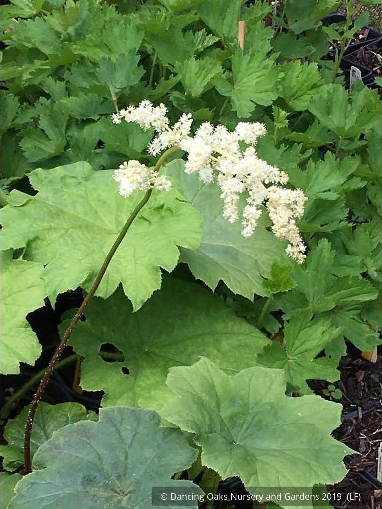 Perennials ~ Astilboides tabularis (syn. Rodgersia tabularis) ~ Dancing Oaks Nursery and Gardens ~ Retail Nursery ~ Mail Order Nursery