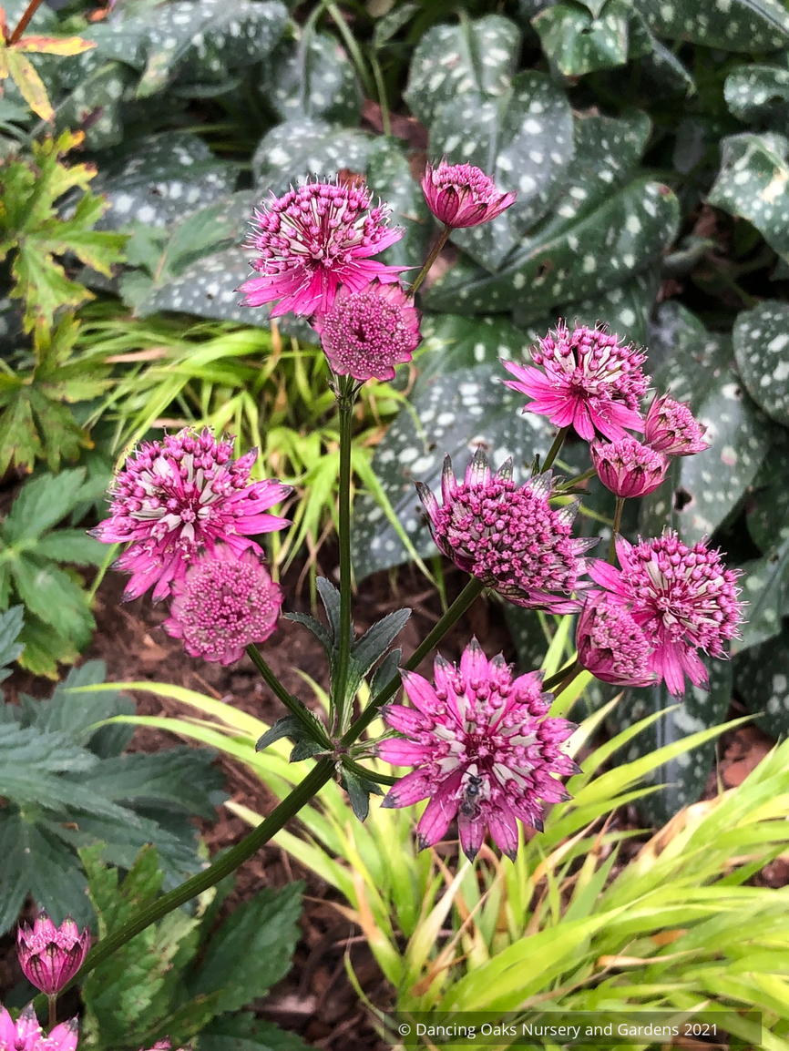 Perennials ~ Astrantia major 'Burgundy Manor', Masterwort ~ Dancing Oaks Nursery and Gardens ~ Retail Nursery ~ Mail Order Nursery