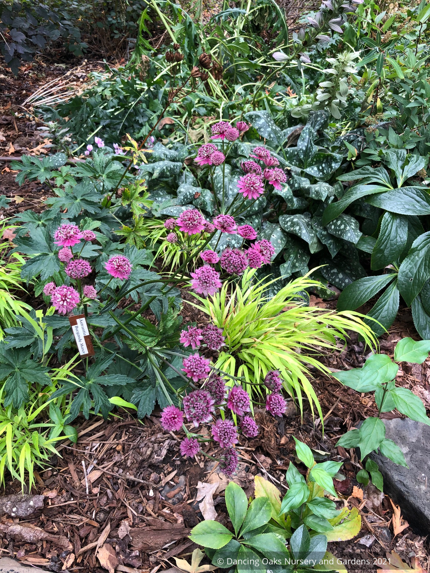 Perennials ~ Astrantia major 'Burgundy Manor', Masterwort ~ Dancing Oaks Nursery and Gardens ~ Retail Nursery ~ Mail Order Nursery