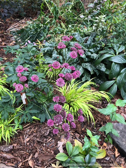 Perennials ~ Astrantia major 'Burgundy Manor', Masterwort ~ Dancing Oaks Nursery and Gardens ~ Retail Nursery ~ Mail Order Nursery