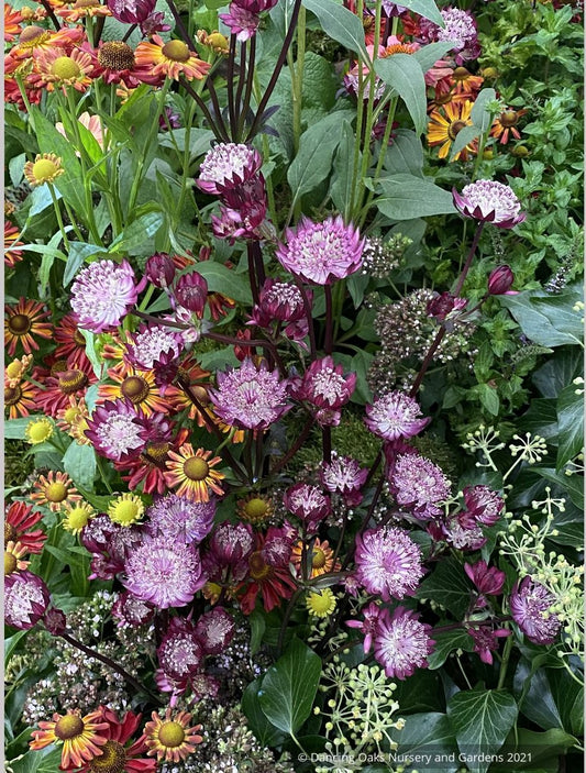 Perennials ~ Astrantia major 'Burgundy Manor', Masterwort ~ Dancing Oaks Nursery and Gardens ~ Retail Nursery ~ Mail Order Nursery