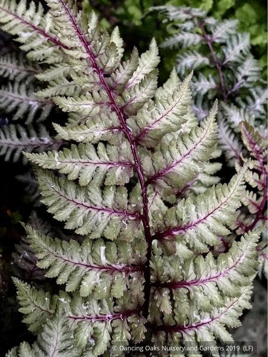 Ferns ~ Athyrium niponicum 'Regal Red', Japanese Painted Fern ~ Dancing Oaks Nursery and Gardens ~ Retail Nursery ~ Mail Order Nursery