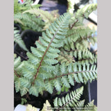 Ferns ~ Athyrium niponicum 'Regal Red', Japanese Painted Fern ~ Dancing Oaks Nursery and Gardens ~ Retail Nursery ~ Mail Order Nursery