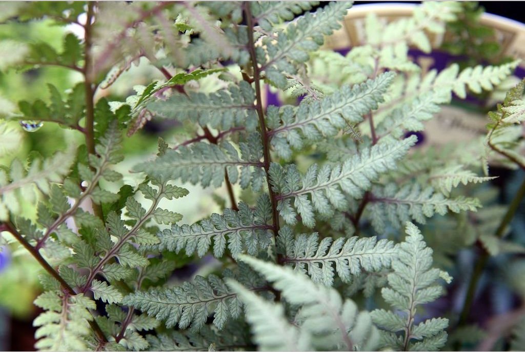 Ferns ~ Athyrium x 'Ghost', Japanese Painted Fern ~ Dancing Oaks Nursery and Gardens ~ Retail Nursery ~ Mail Order Nursery