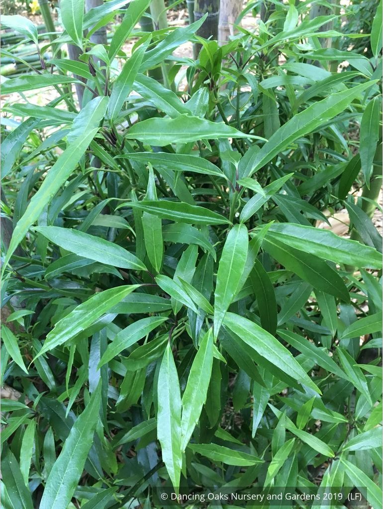 Shrubs ~ Aucuba japonica 'Serratifolia', Sawtoothed Japanese Aralia - Dancing Oaks Nursery and Gardens ~ Dancing Oaks Nursery and Gardens ~ Retail Nursery ~ Mail Order Nursery